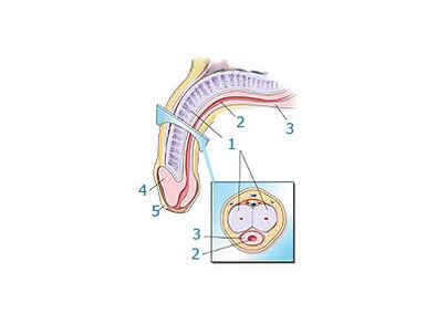 Struttura del pene