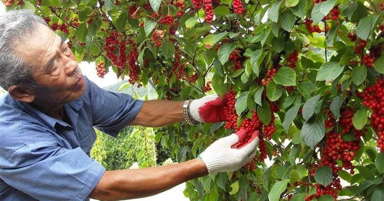 Erba di limone cinese per aumentare la potenza